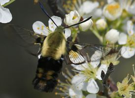 Snowberry Clearwing